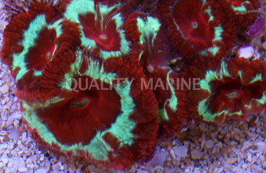 Super Blastomussa Wellsi Coral :: 52163