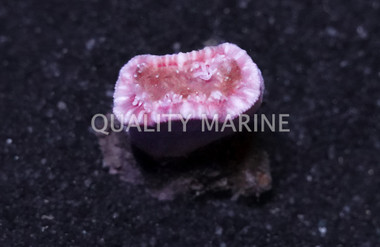 Solitary Cup Coral :: 52167