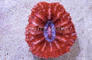 Ultra Button Coral :: 52172