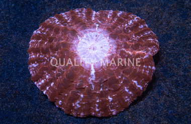 Ultra Button Coral :: 52172