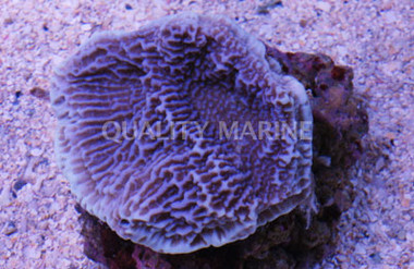 Plating, Purple :: 52189