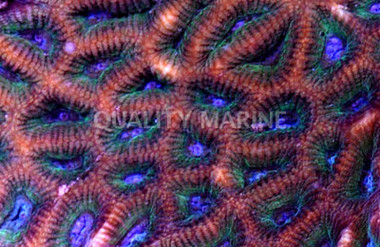 Maze Green w/ Purple Corallites :: 52194