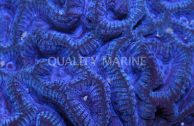 Solid Blue Maze Coral :: 52200