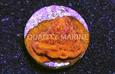 Orange Leptoseris Coral :: 52209