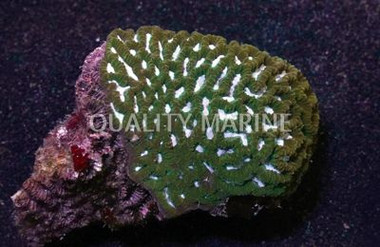 Purple Maze Coral :: 52221