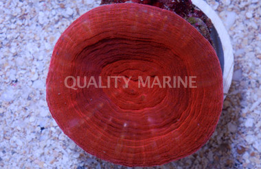 Australis, Red :: 52224