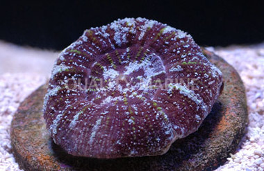 Colored Acanthastrea Coral :: 52237