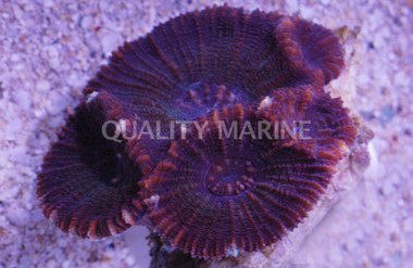 Purple Giant Star Coral :: 52255