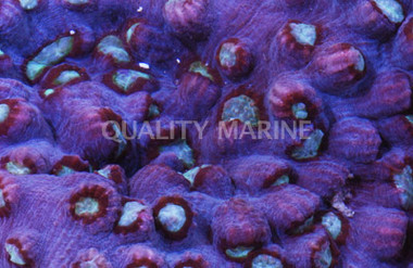 Ultra Elephantnose Coral :: 52263