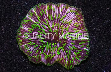 Pinwheel Plate Coral :: 52276