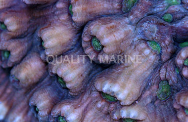 Colored Big Eye Chalice Coral :: 52277