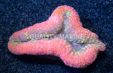 Ultra Tricolor Lobophyllia Brain Coral :: 52284