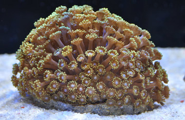 Flower Pot Blue-Eye :: 52313