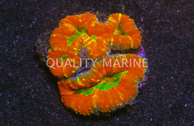 Orange/Green Lobophyllia Brain Coral :: 52317