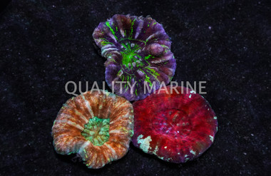 Scoly, Colored  :: 52321