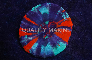 Australis, Molten Red/Purple/Mint "Ultra Warpaint" :: 52327