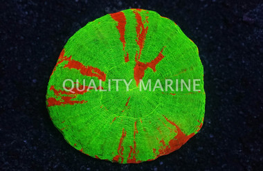 Australis, Neon Green w/Thick Red Stripes "Ultra T :: 52330