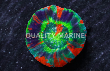 Australis, Neon Green, Purple Ring w/Orange Stripe :: 52332