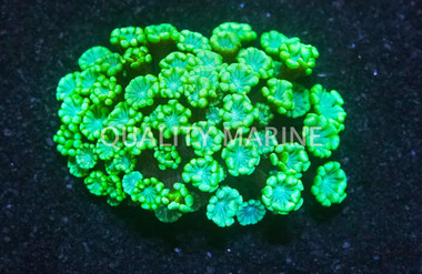 Metallic Green Alveopora Coral :: 52348