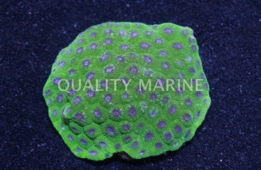 Purple Center Green Honeycomb Coral :: 52359