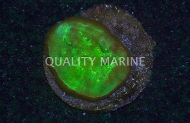Yellow Eye Metallic Green Chalice Coral :: 52407