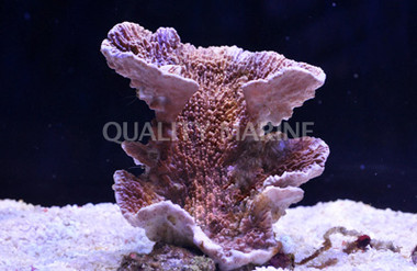 Red Capricornis Coral :: 52412