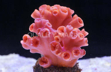 Orange Tube Coral :: 52456
