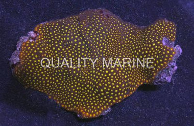 Ultra Orange Lepastrea Coral :: 52457