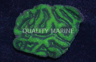 Green Australomussa Brain Coral :: 52459