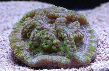 Green Symphyllia Brain Coral :: 52469