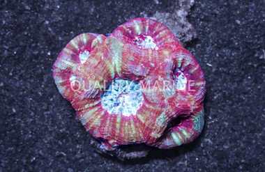 Red Globe Acanthastrea Coral :: 52486