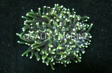 Toxic Green Long Tentacle Plate Coral :: 52601