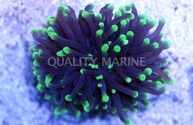 Yellow Tip Highlighter Torch Coral :: 52604