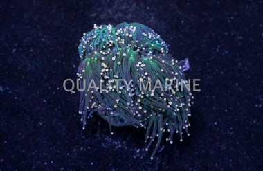 Orange Tip Torch Coral, Aquacultured :: 52605