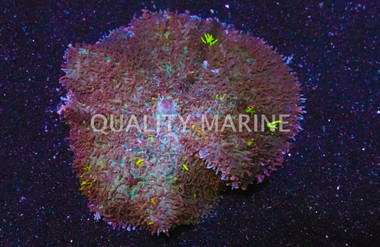 Hairy Mushroom, Aquacultured :: 55517