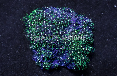 Green Starburst Polyp :: 55533