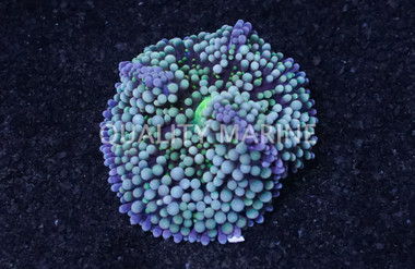 Green/Blue Ricordea Mushroom :: 55553