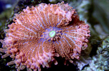 Super Red Ricordea Yuma Mushroom (Per Polyp) :: 55559