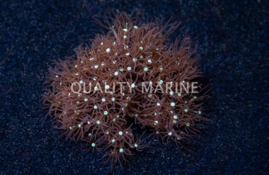 Electric Blue Long Stem Waving Hand Coral :: 55576