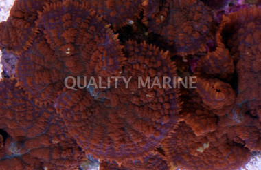 Super Orange Bullseye Mushroom :: 55588