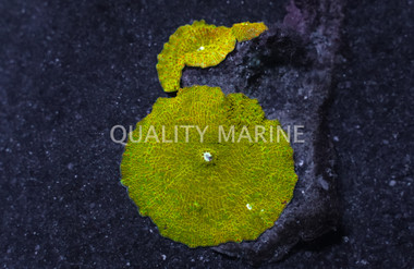 Red Spot Green Actinodiscus Mushroom :: 55604