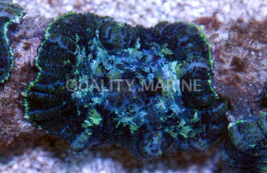 Green & Purple Bullseye Mushroom :: 55606