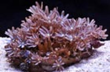 Green Jasmine Polyp :: 55608