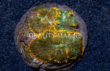 Green People Eater Colony Polyp :: 55623