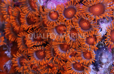 Zoa, Orange Mouth, Orange Face w/Orange Skirt "Bam :: 55636