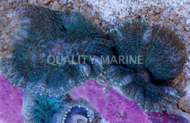 Green & Red Bullseye Mushroom :: 55638