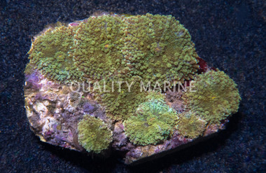 Green Ricordea Yuma Mushroom   :: 55647