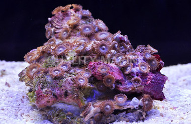 Eye of Jabba Colony Polyp :: 55663