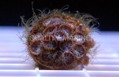 Gold Caledonian Colony Polyp :: 55683