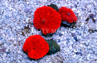 Atomic Red Actinodiscus Mushroom :: 55687